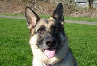 German Shepherd NW Portland Abby