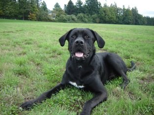 Newfoundland Boxer great dog