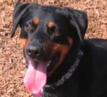 Rottweiler Highland Hills